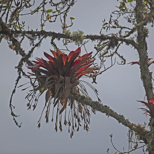 Tillandsia complanata — photo