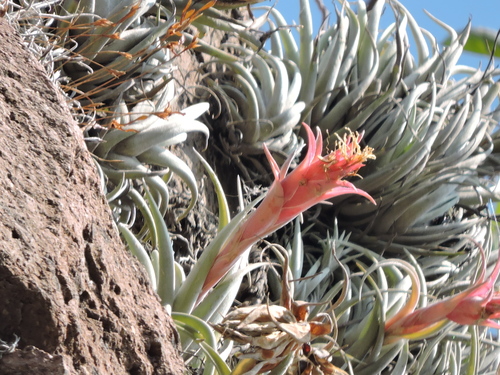 Tillandsia erubescens — photo