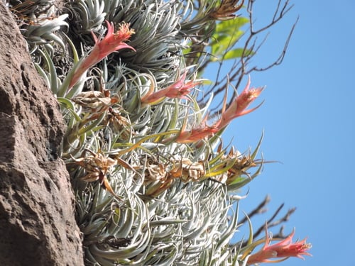 Tillandsia erubescens — photo