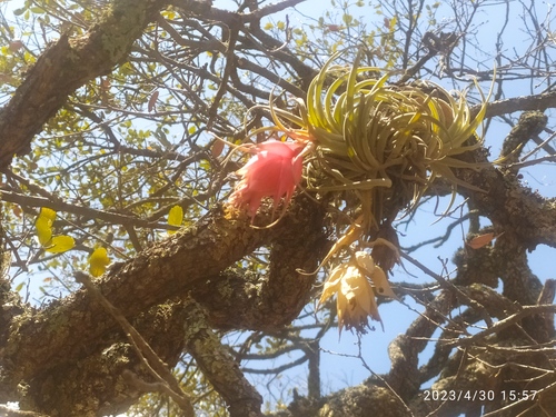 Tillandsia erubescens
