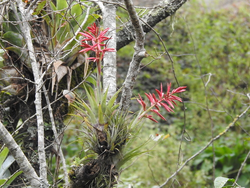 Tillandsia gymnobotrya — photo