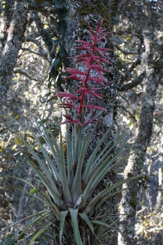 Tillandsia gymnobotrya — photo
