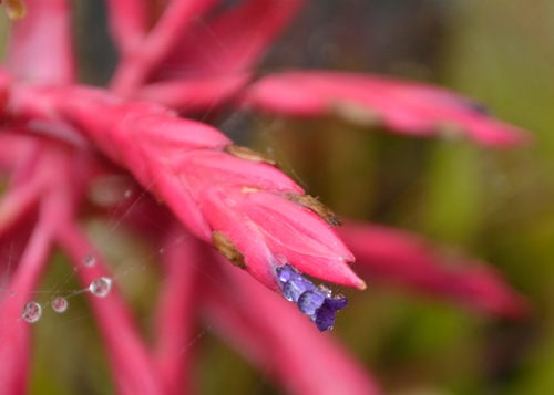 Tillandsia gymnobotrya