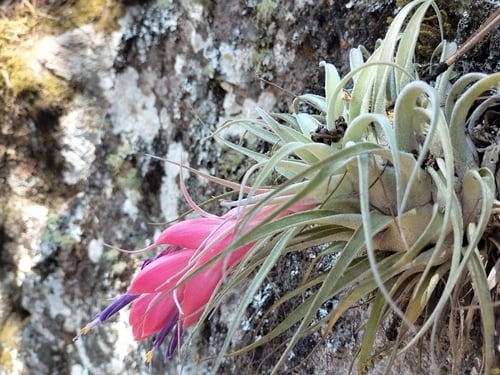 Tillandsia macdougallii — photo