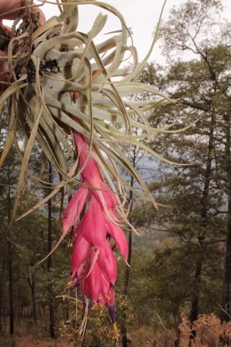 Tillandsia macdougallii — photo