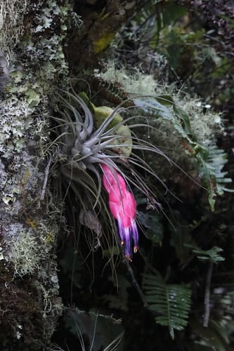 Tillandsia macdougallii