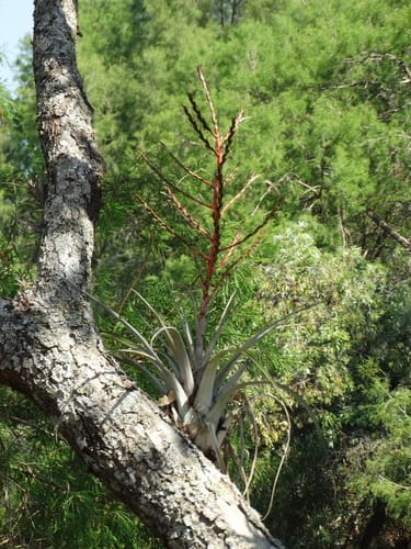 Tillandsia makoyana — photo