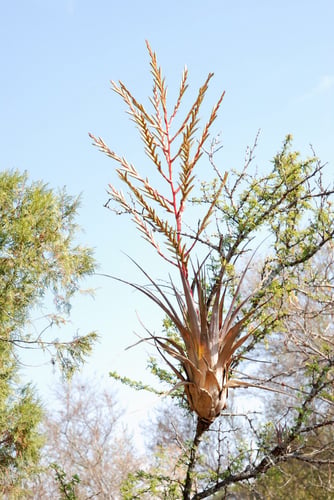 Tillandsia makoyana