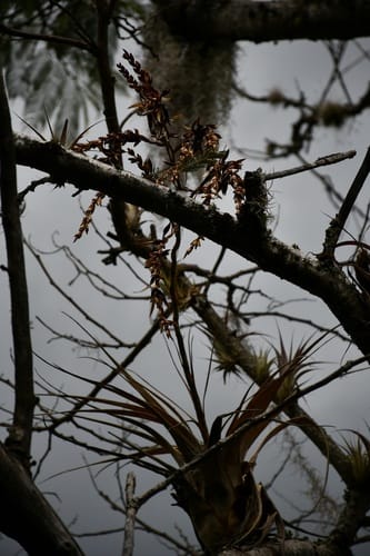 Tillandsia makoyana — photo