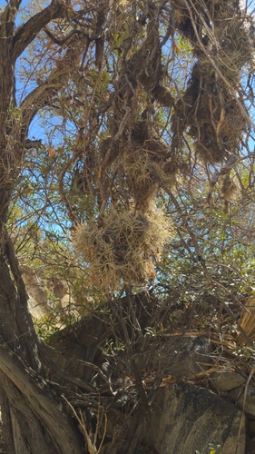 Tillandsia recurvata (Ball moss) — photo