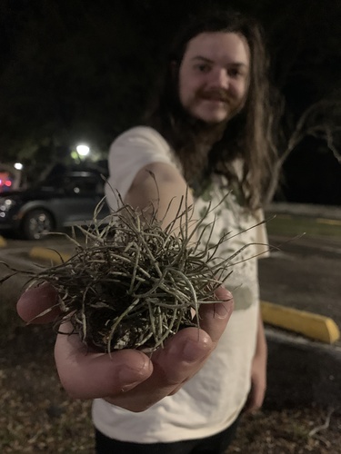 Tillandsia recurvata (Ball moss) — photo