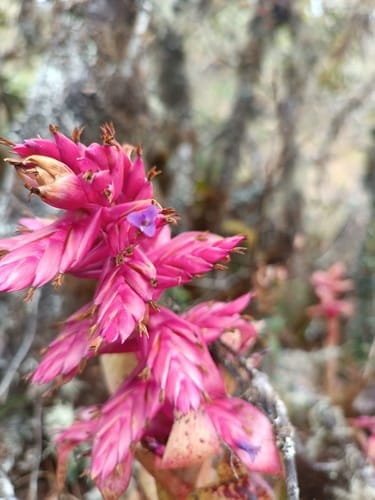 Tillandsia rubella — photo
