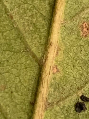 Timonius timon (Timon tree) — photo