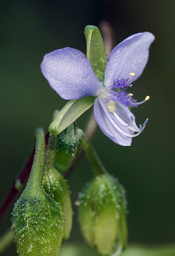 Tinantia erecta — photo