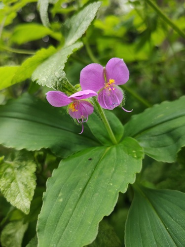 Tinantia erecta — photo