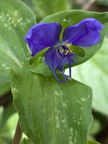 Tinantia erecta