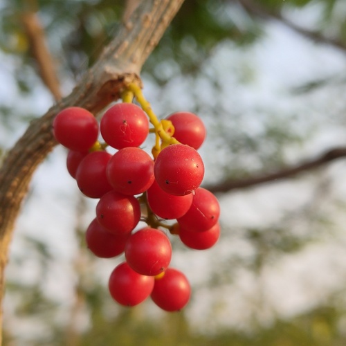 Tinospora cordifolia (Heart-leaved moonseed) — photo