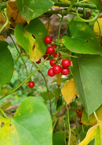 Tinospora cordifolia