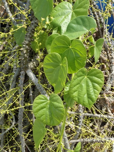 Tinospora crispa — photo