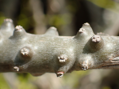 Tinospora crispa — photo