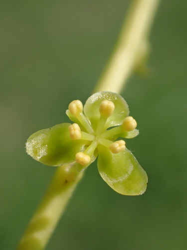 Tinospora crispa