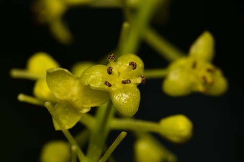 Tinospora glabra — photo