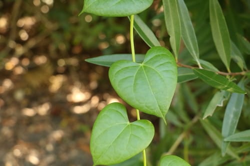 Tinospora smilacina (Snakevine) — photo