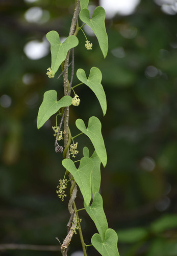 Tinospora smilacina