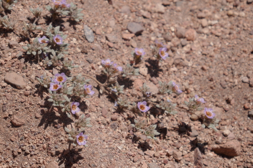 Tiquilia atacamensis