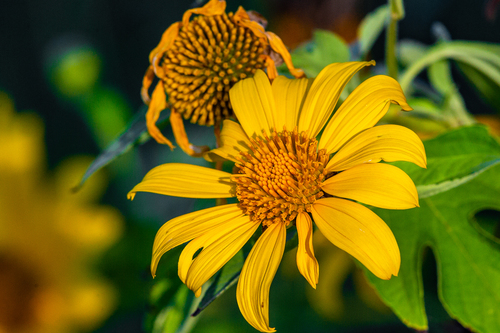 Tithonia diversifolia (Wild sunflower) — photo