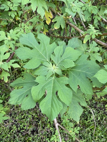 Tithonia diversifolia (Wild sunflower) — photo