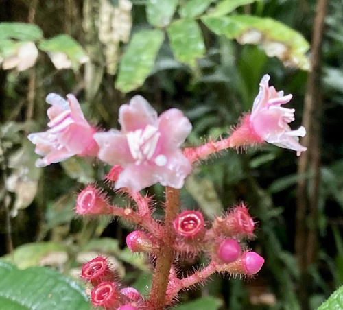 Tococa guianensis (Guianas tococo bush) — photo