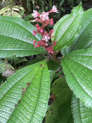Tococa guianensis (Guianas tococo bush) — photo