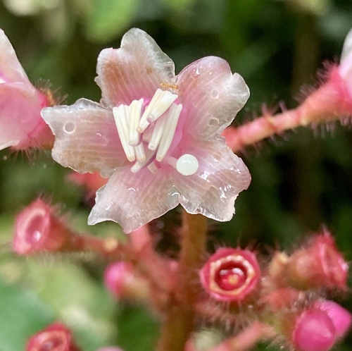 Tococa guianensis
