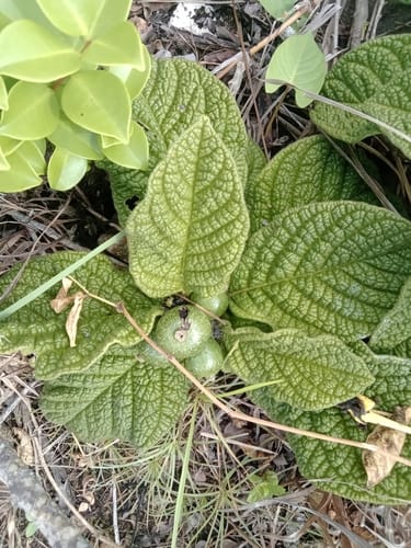 Tocoyena bullata (Chocolate fruit) — photo