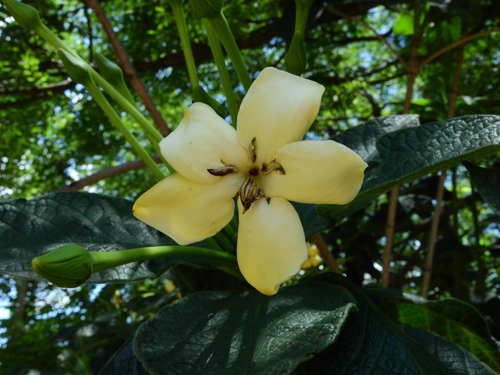 Tocoyena bullata
