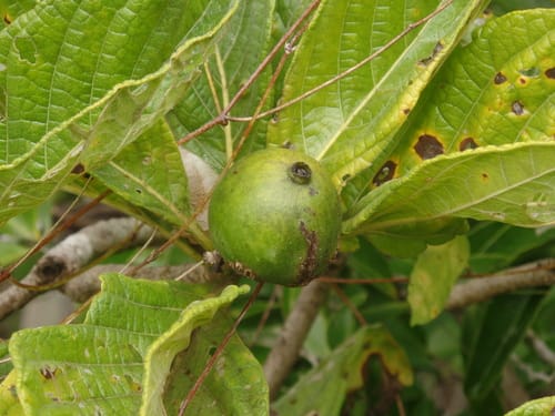 Tocoyena formosa (Blackberry-jam fruit) — photo