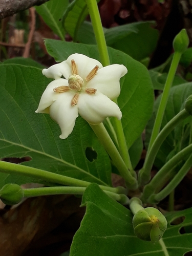 Tocoyena formosa