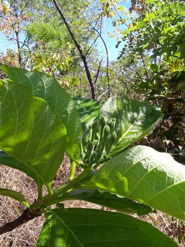 Tocoyena formosa (Blackberry-jam fruit) — photo