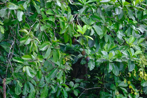 Tocoyena pittieri (Pittier tocoyena) — photo