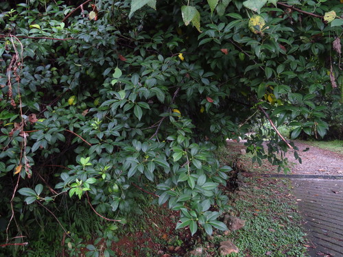 Toddalia asiatica (Cockspur orange) — photo