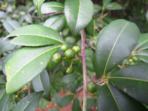 Toddalia asiatica (Cockspur orange) — photo