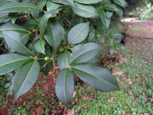 Toddalia asiatica