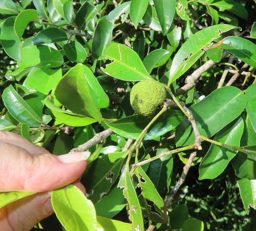 Toddaliopsis bremekampii (Wild mandarin) — photo
