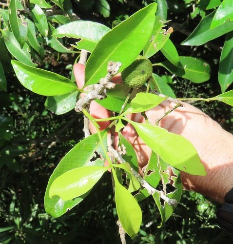 Toddaliopsis bremekampii (Wild mandarin) — photo