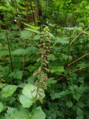 Tolmiea menziesii (Youth on age) — photo