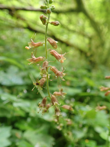 Tolmiea menziesii (Youth on age) — photo