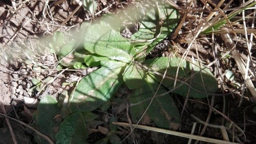Tolpis capensis — photo
