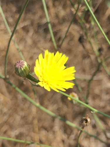 Tolpis virgata (Radicchio virgato) — photo
