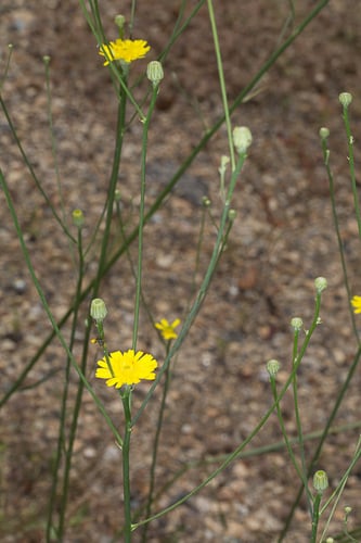 Tolpis virgata